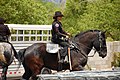 APD Mounted officers