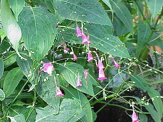 <i>Peristrophe</i> Species of flowering plants