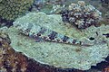 * Nomination Clouded lizardfish (Saurida nebulosa), Anilao, Philippines --Poco a poco 07:07, 28 July 2024 (UTC) * Promotion Good quality. --Jacek Halicki 07:22, 28 July 2024 (UTC)