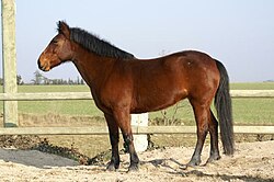 Poney français de selle sto