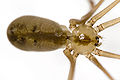 Große Zitterspinne (Pholcus phalangioides)