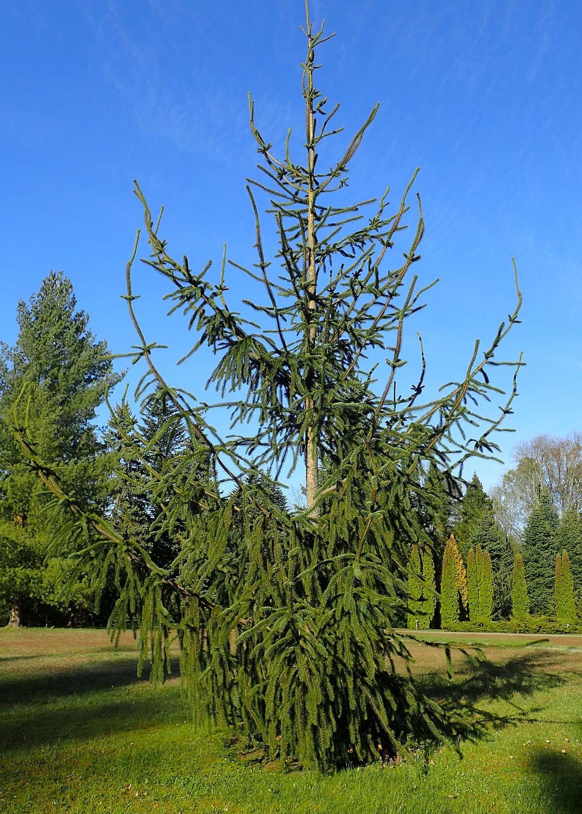 Picea Abies virgata