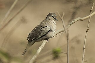 Picui ground dove Species of bird