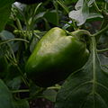 Japanese green pepper