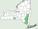 Pilosella × floribunda NY-dist-map.png