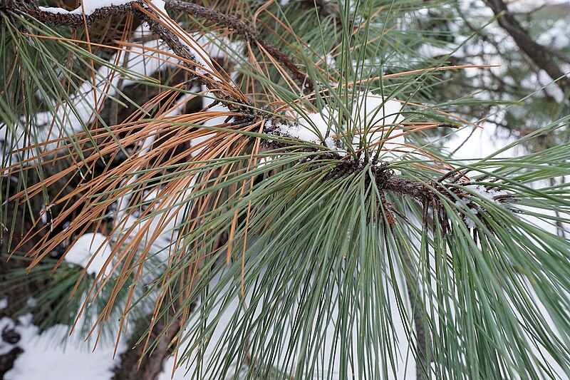 File:Pinus arizonica (Arizona Pine) (32110379571).jpg