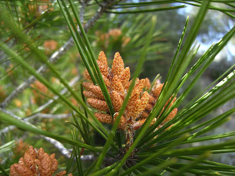 File:Pinus halepensis flor masculina 1 de maig de 2009.jpg