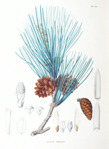 Pinus massoniana SZ114.png