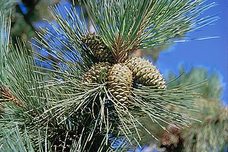 Foliage and cones