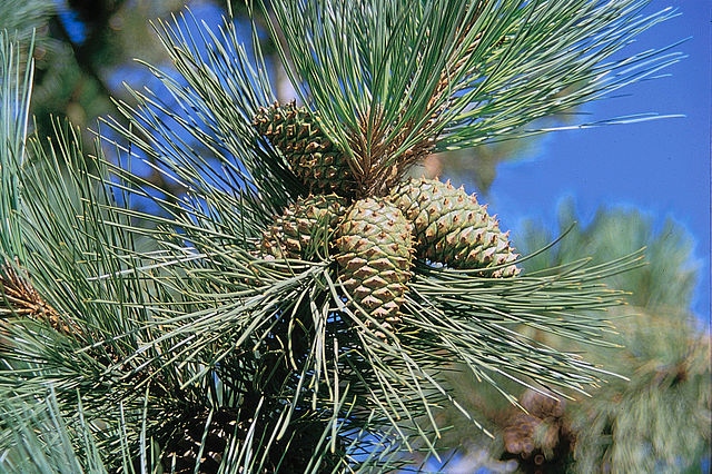 Pinus ponderosa