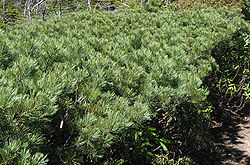 Pinus pumila Kitayokodake.JPG