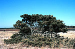 Thumbnail for File:Pinus rigida NOAA.jpg