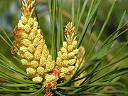 Pinus sylvestris flos pollen forêt de bialowieza beentree.jpg