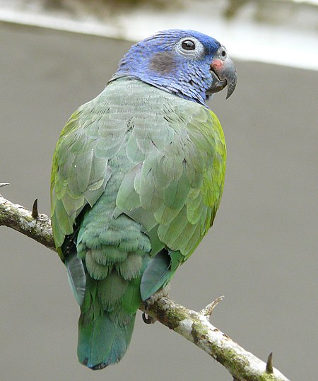 Pionus menstruus 1.JPG