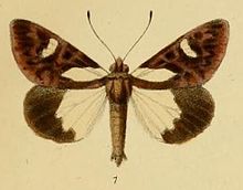 Pl.1-01-Aegocera leona=Schausia leona (Schaus & Clements, 1893).JPG