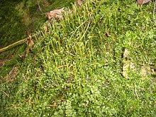 Plagiomnium cuspidatum Podkomorské lesy.jpg