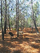 Planícies da Costa Vicentina cobertas de pinheiros-bravos (Pinus pinaster).jpg