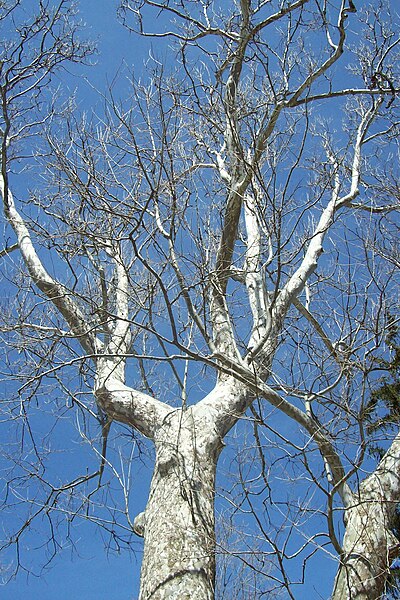 File:Platanus acerifolia Victoria Park.jpg