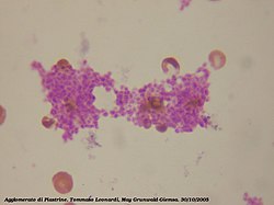 Platelets.jpg