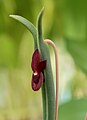 Pleurothallis dilemma