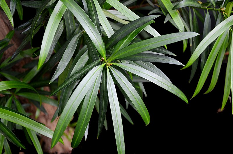 File:Podocarpus neriifolius 5733.jpg