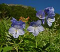 Polemonium caeruleum Miyamahashinobu à Kitadake 2002-9-2.jpg