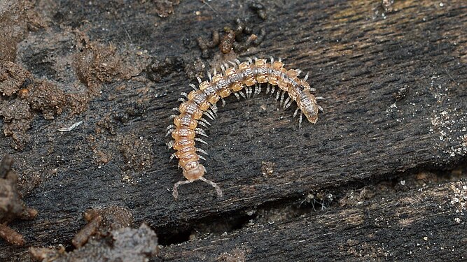 Millipede (Diplopoda)