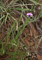 Polygala gracilenta