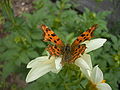 Polygonia c-album