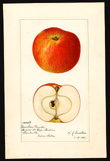 Newton Wonder Apple cultivar