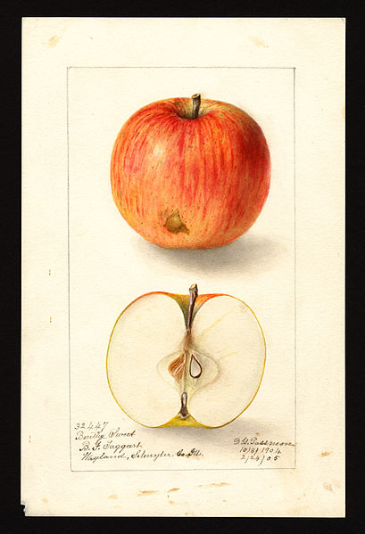 File:Pomological Watercolor POM00001592.jpg