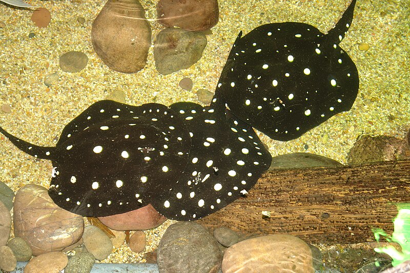 freshwater aquarium stingray