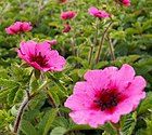 Potentilla nepalensis willmott.jpg