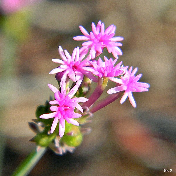 File:Procession flower (Polygala incarnata) (6017283504).jpg