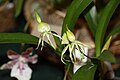 Prosthechea cochleata var. triandra