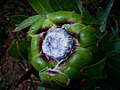 Protea coronata flower 1.jpg