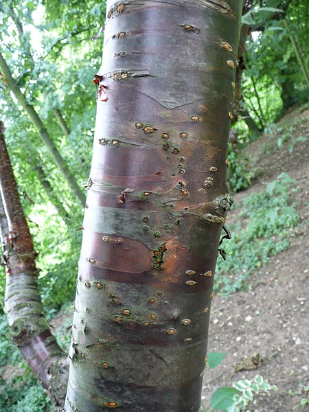 File:Prunus canescens trunk 02 by Line1.jpg
