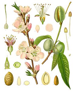 Prunus dulcis - Köhler–s Medizinal-Pflanzen-250.jpg