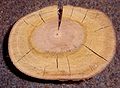 Paprastosios ievos mediena