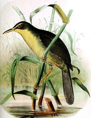 <span class="mw-page-title-main">Palau bush warbler</span> Species of bird