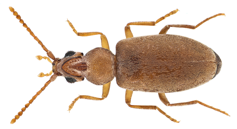 File:Pseudonotoxus punctatus Pic (16353135642).png