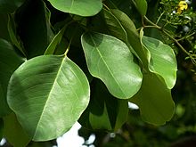Pterocarpus rotundifolius, saamgestelde blare, Pretoria.jpg