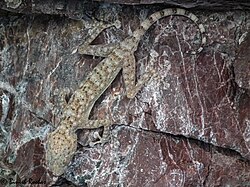 Ptyodactylus orlovi from Hatta, United Arab Emirates