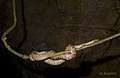 Puerto Rican boa