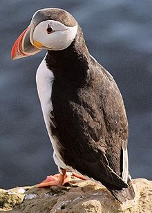 Pulcinella di mare (Fratercula arctica). Gli uccelli marini erano alla base della dieta degli abitanti di Saint Kilda