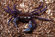 Purple Tree Crab imported from iNaturalist photo 80255551 on 1 January 2023.jpg