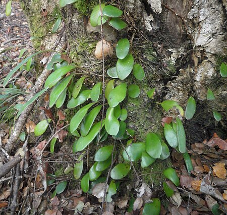 Pyrrosia_eleagnifolia