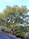 Vignette pour Quercus faginea