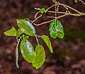 Quercus oblongata در Hackfalls Arboretum (2) .jpg