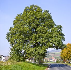 Общий вид дерева